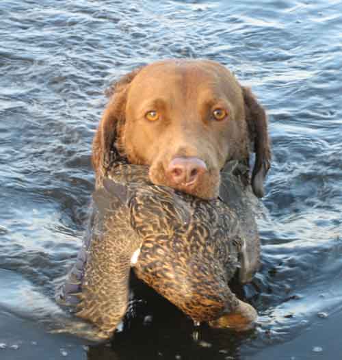 Chessie & Mallard